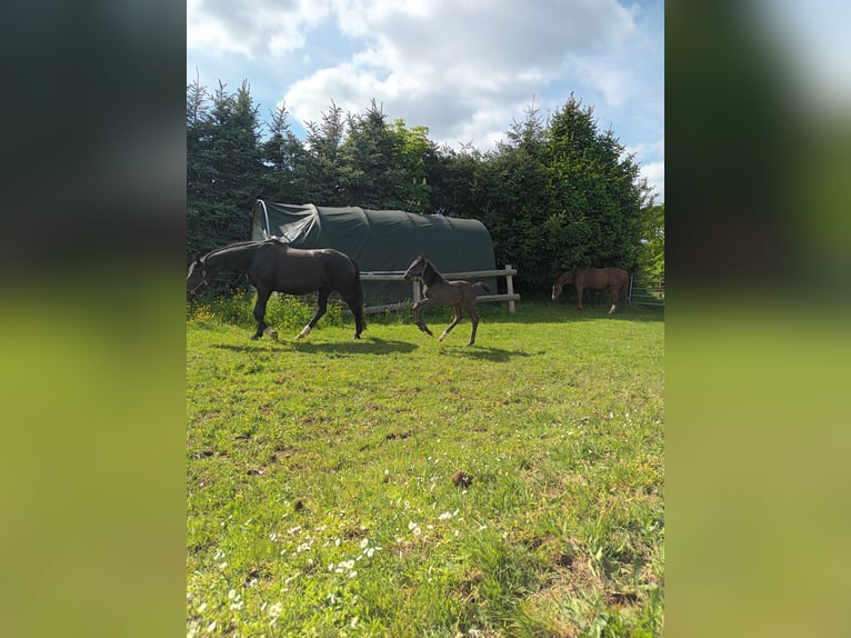 Hannoveraan Merrie 1 Jaar 167 cm Zwartbruin in Sinntal