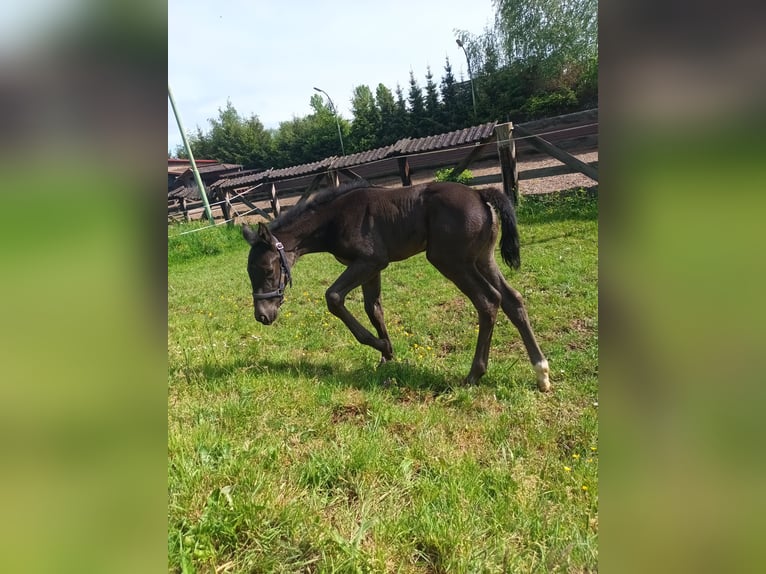 Hannoveraan Merrie 1 Jaar 167 cm Zwartbruin in Sinntal