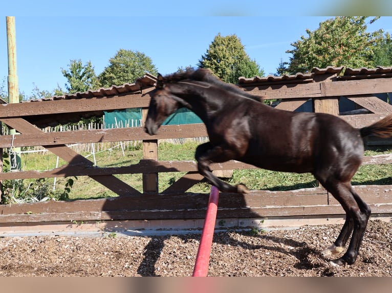 Hannoveraan Merrie 1 Jaar 167 cm Zwartbruin in Sinntal