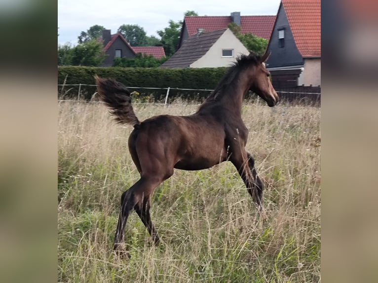 Hannoveraan Merrie 1 Jaar 168 cm Bruin in Mansfeld