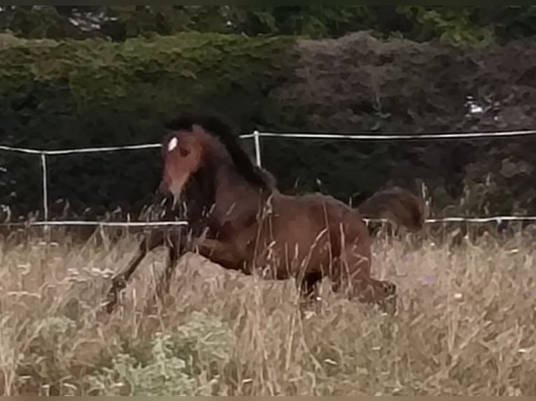 Hannoveraan Merrie 1 Jaar 168 cm Bruin in Mansfeld