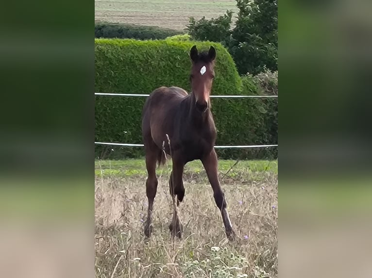 Hannoveraan Merrie 1 Jaar 168 cm Bruin in Mansfeld