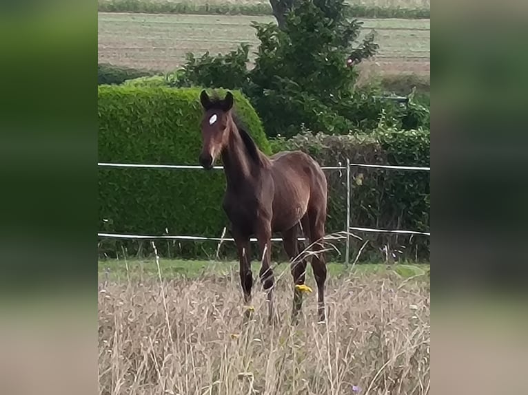 Hannoveraan Merrie 1 Jaar 168 cm Bruin in Mansfeld