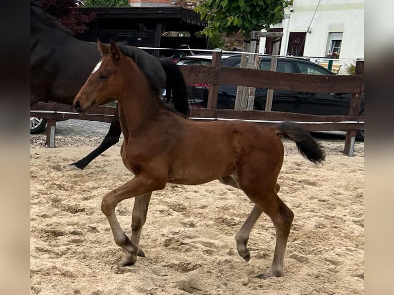 Hannoveraan Merrie 1 Jaar 168 cm Bruin in Mansfeld