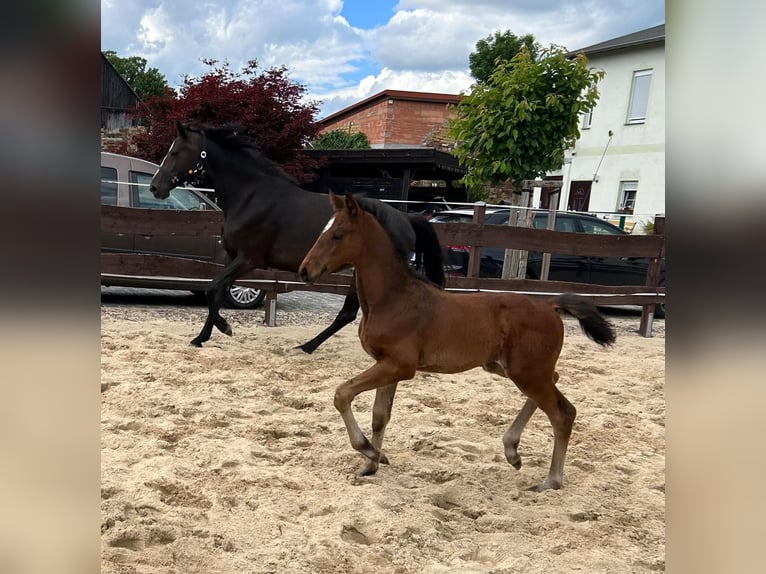 Hannoveraan Merrie 1 Jaar 168 cm Bruin in Mansfeld