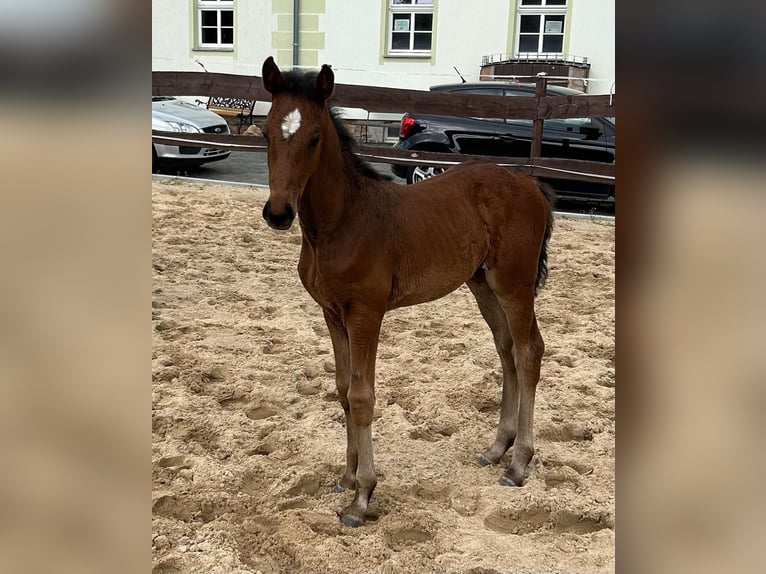 Hannoveraan Merrie 1 Jaar 168 cm Bruin in Mansfeld