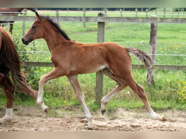 Hannoveraan Merrie 1 Jaar 168 cm Bruin in KutenholzKutenholz