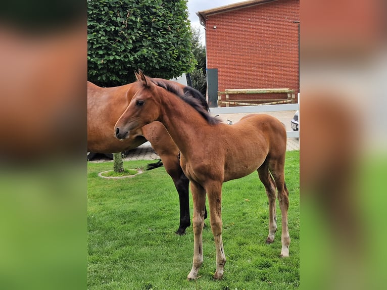 Hannoveraan Merrie 1 Jaar 168 cm Bruin in Barnsdorf