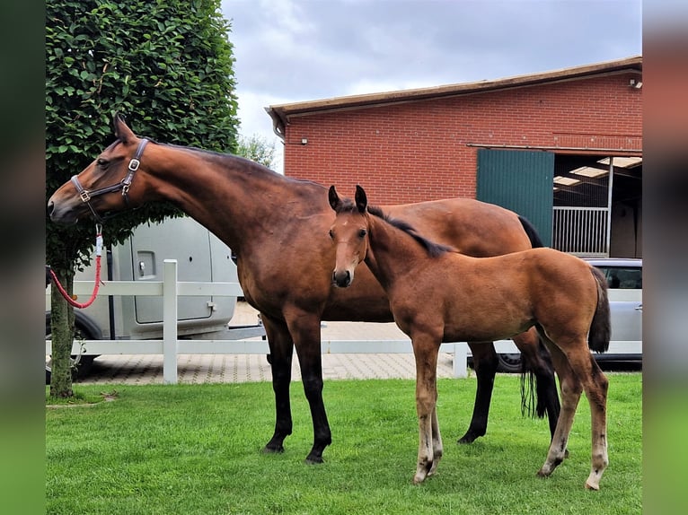 Hannoveraan Merrie 1 Jaar 168 cm Bruin in Barnsdorf