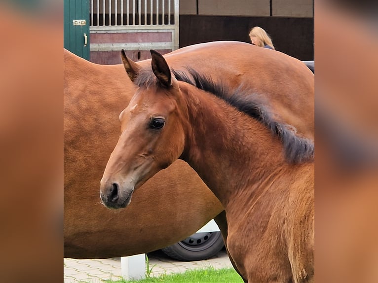 Hannoveraan Merrie 1 Jaar 168 cm Bruin in Barnsdorf