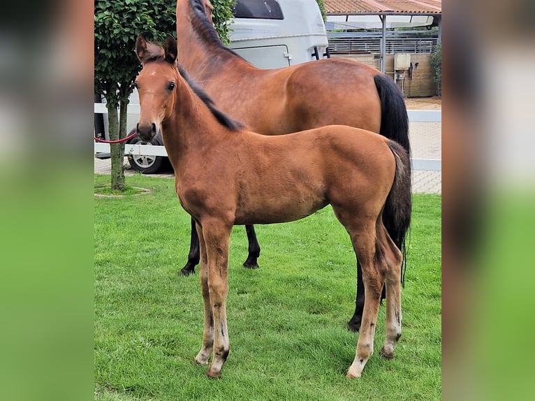 Hannoveraan Merrie 1 Jaar 168 cm Bruin in Barnsdorf