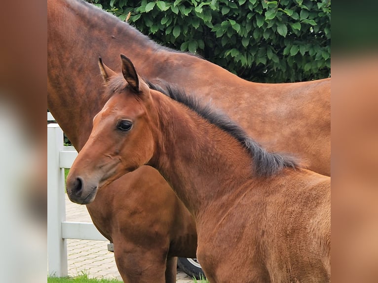 Hannoveraan Merrie 1 Jaar 168 cm Bruin in Barnsdorf