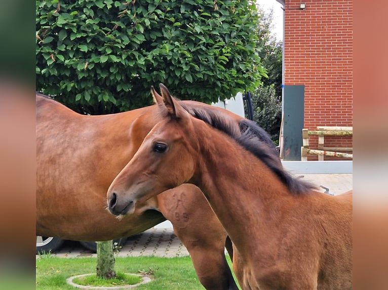 Hannoveraan Merrie 1 Jaar 168 cm Bruin in Barnsdorf