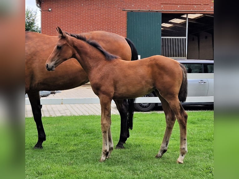 Hannoveraan Merrie 1 Jaar 168 cm Bruin in Barnsdorf