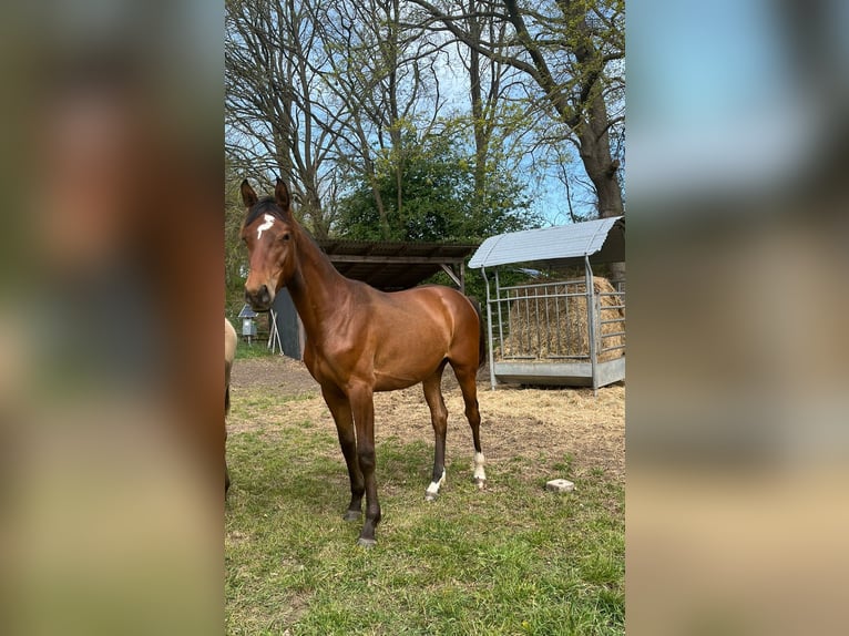 Hannoveraan Merrie 1 Jaar 168 cm Bruin in Bienenbüttel
