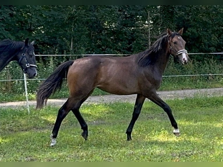 Hannoveraan Merrie 1 Jaar 168 cm Donkerbruin in Verl