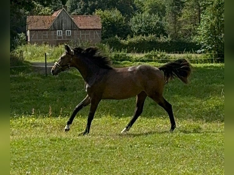 Hannoveraan Merrie 1 Jaar 168 cm Donkerbruin in Verl