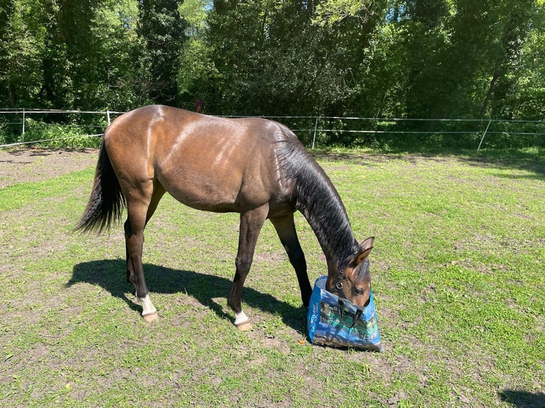 Hannoveraan Merrie 1 Jaar 168 cm Donkerbruin in Verl