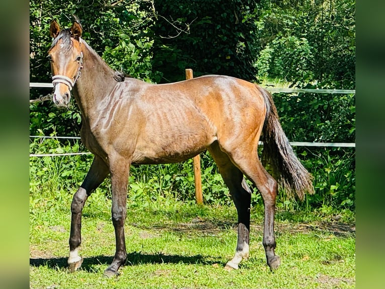 Hannoveraan Merrie 1 Jaar 168 cm Donkerbruin in Verl