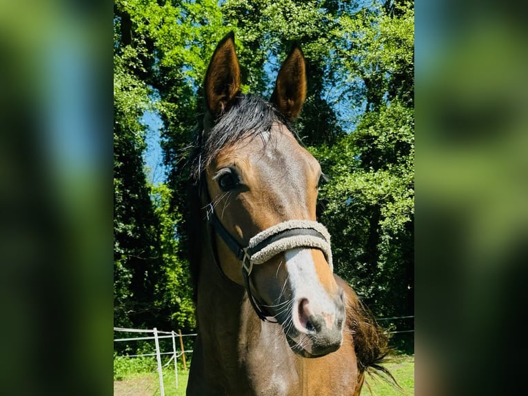 Hannoveraan Merrie 1 Jaar 168 cm Donkerbruin in Verl