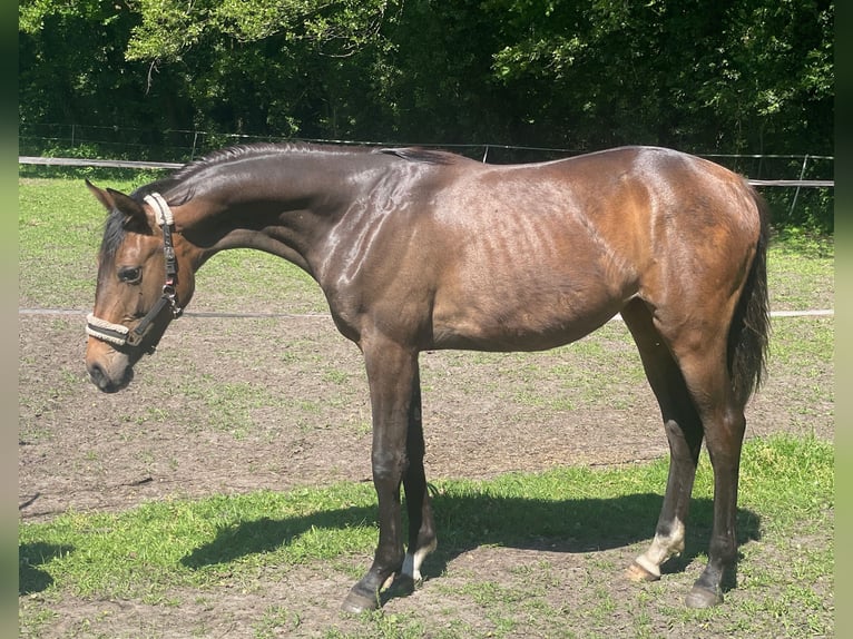 Hannoveraan Merrie 1 Jaar 168 cm Donkerbruin in Verl