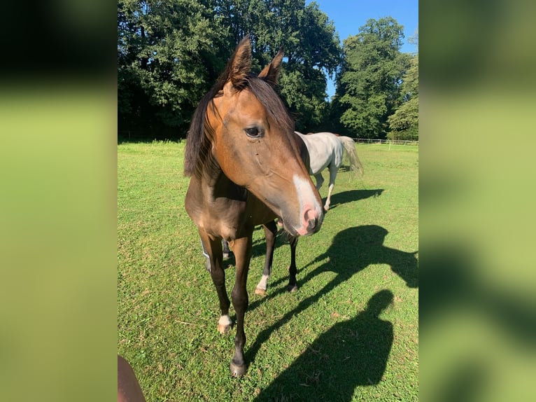 Hannoveraan Merrie 1 Jaar 168 cm Donkerbruin in Verl