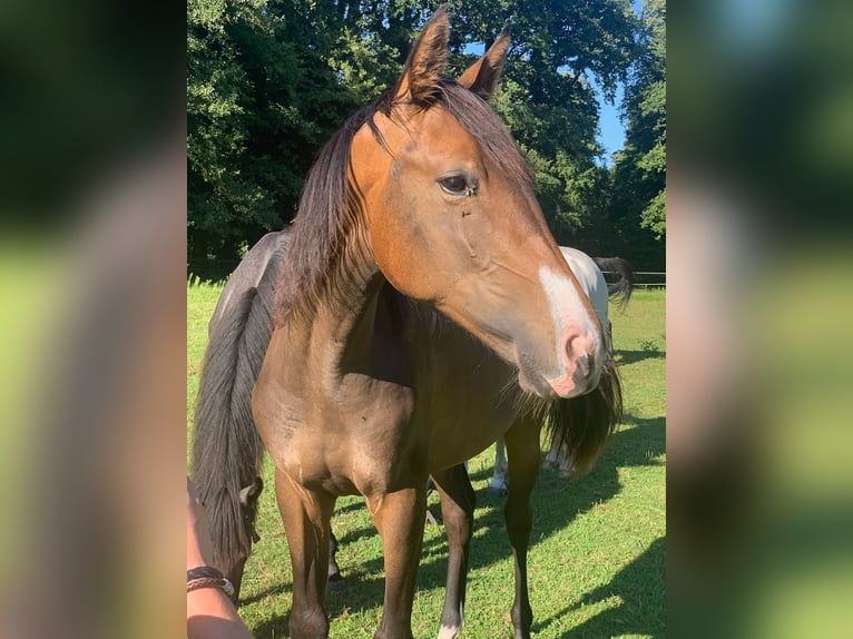 Hannoveraan Merrie 1 Jaar 168 cm Donkerbruin in Verl