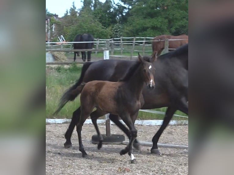 Hannoveraan Merrie 1 Jaar 168 cm Donkerbruin in Ratekau