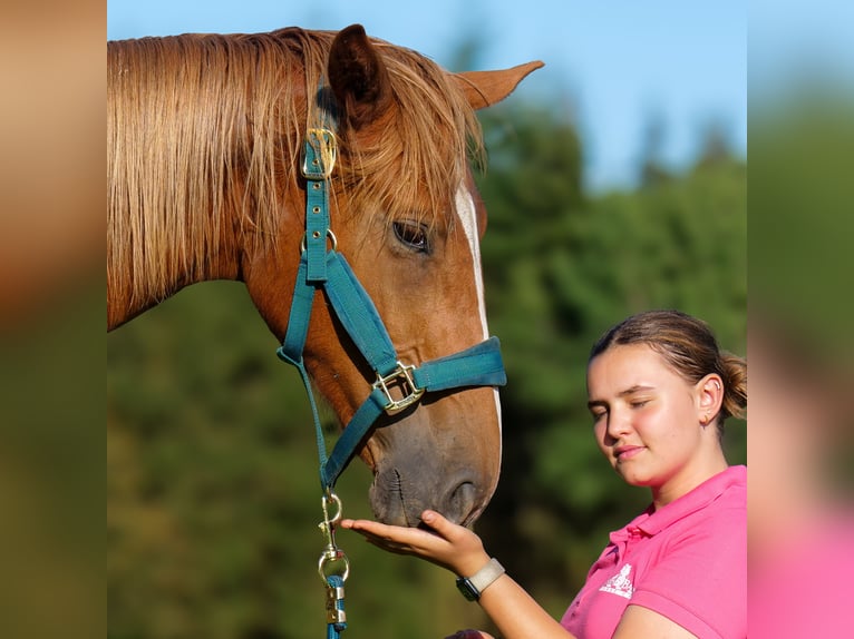 Hannoveraan Merrie 1 Jaar 168 cm Donkere-vos in Trois-Ponts