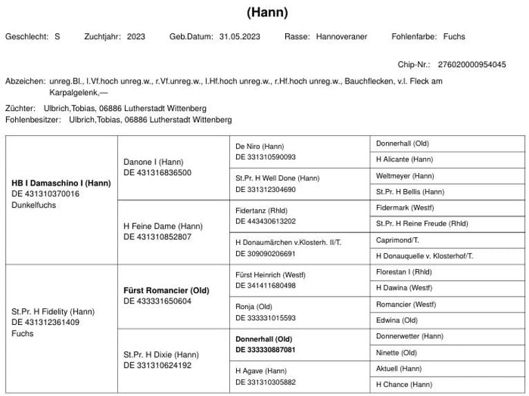 Hannoveraan Merrie 1 Jaar 168 cm Vos in Lutherstadt Wittenberg