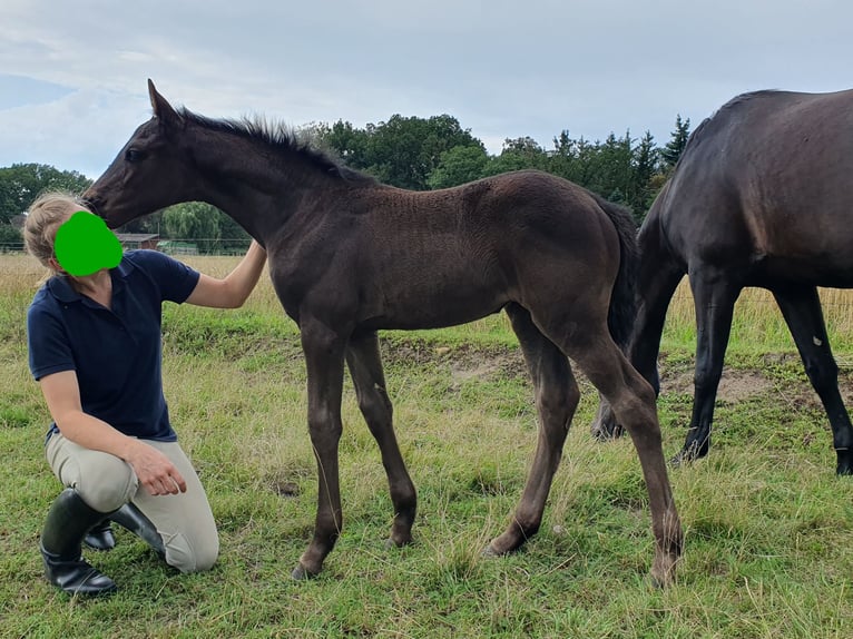 Hannoveraan Merrie 1 Jaar 168 cm Zwart in Celle