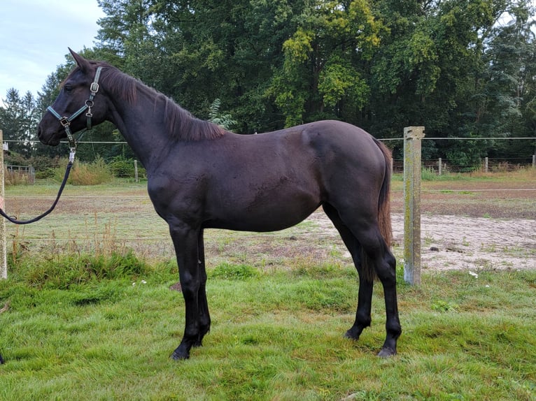 Hannoveraan Merrie 1 Jaar 168 cm Zwart in Celle