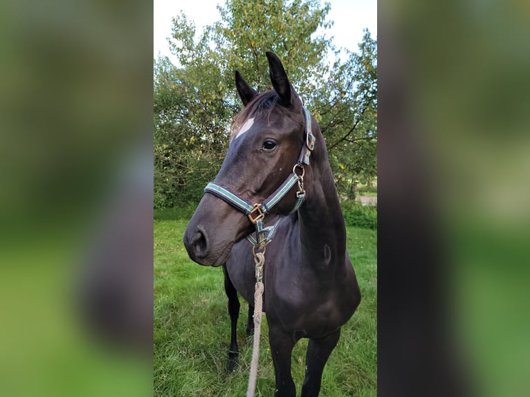 Hannoveraan Merrie 1 Jaar 168 cm Zwart in Celle