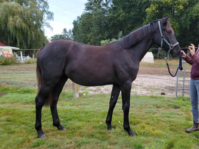 Hannoveraan Merrie 1 Jaar 168 cm Zwart in Celle