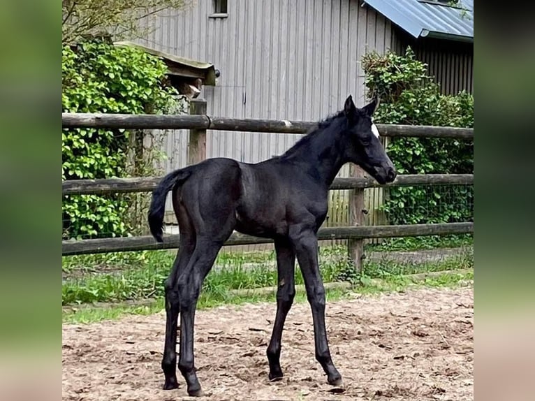 Hannoveraan Merrie 1 Jaar 168 cm Zwart in Achim