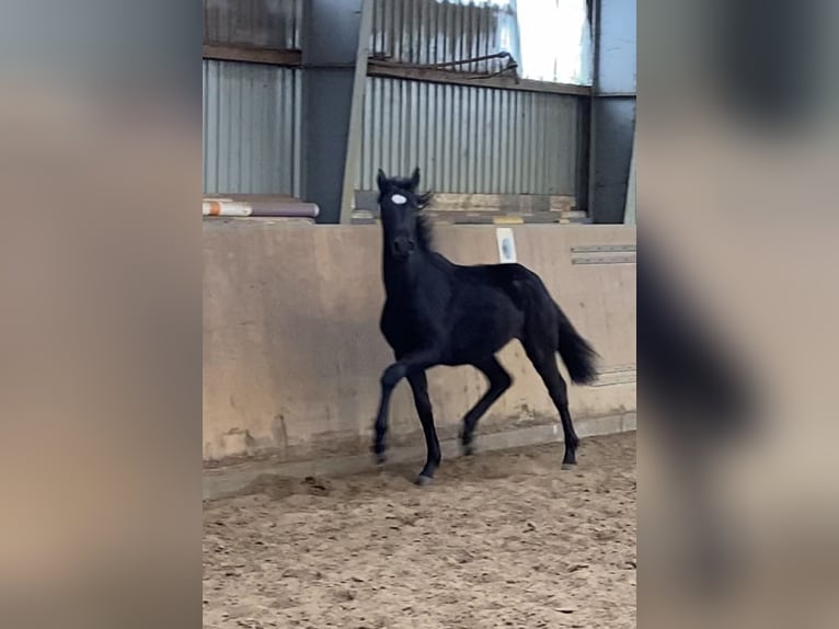 Hannoveraan Merrie 1 Jaar 168 cm Zwart in Achim