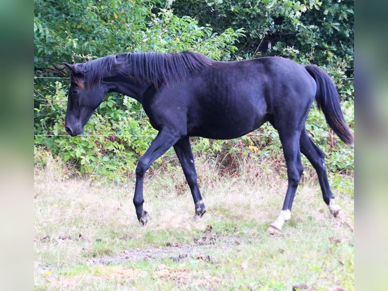 Hannoveraan Merrie 1 Jaar 168 cm Zwart in Neustadt-Glewe