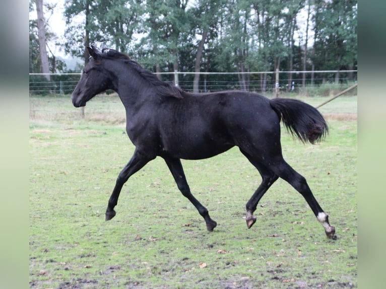 Hannoveraan Merrie 1 Jaar 168 cm Zwart in Neustadt-Glewe