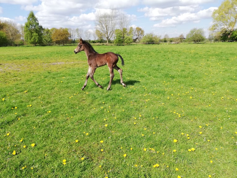 Hannoveraan Merrie 1 Jaar 168 cm Zwartbruin in Oyten