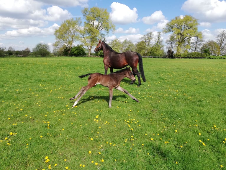 Hannoveraan Merrie 1 Jaar 168 cm Zwartbruin in Oyten