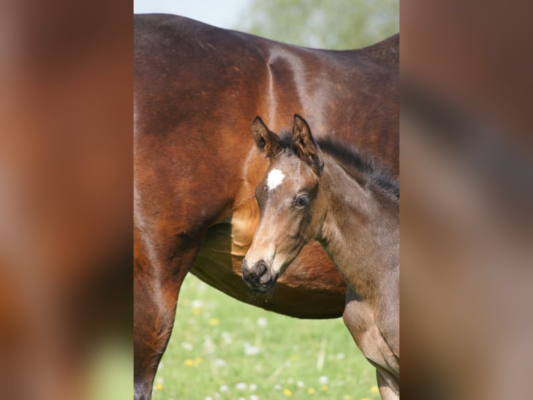 Hannoveraan Merrie 1 Jaar 168 cm Zwartbruin in Oyten