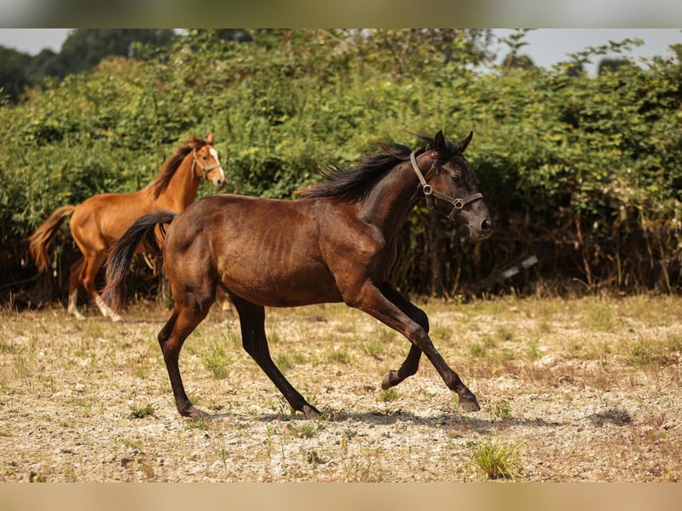 Hannoveraan Merrie 1 Jaar 169 cm Zwart in Moers