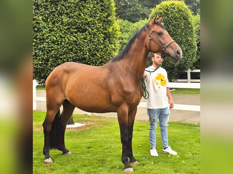 Hannoveraan Merrie 1 Jaar 170 cm Bruin in S&#xF6;gel