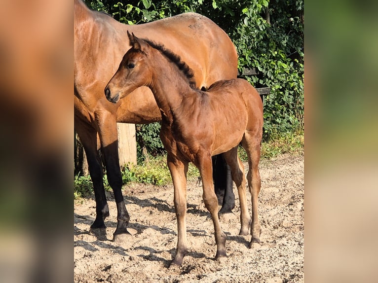 Hannoveraan Merrie 1 Jaar 170 cm Bruin in S&#xF6;gel