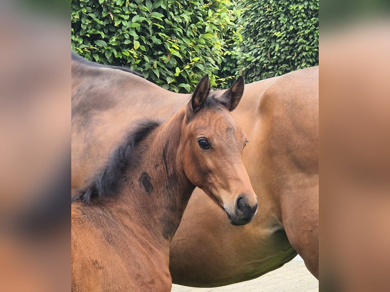 Hannoveraan Merrie 1 Jaar 170 cm Bruin in S&#xF6;gel