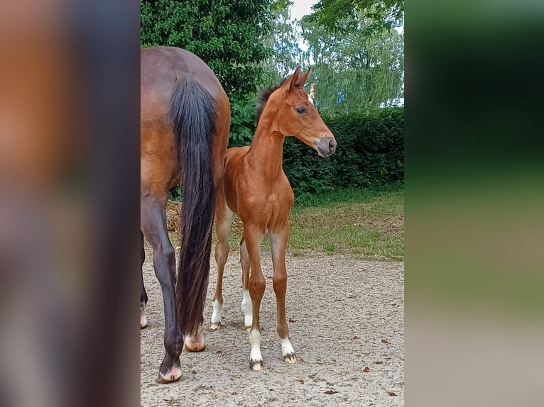 Hannoveraan Merrie 1 Jaar 170 cm Bruin in Walsrode