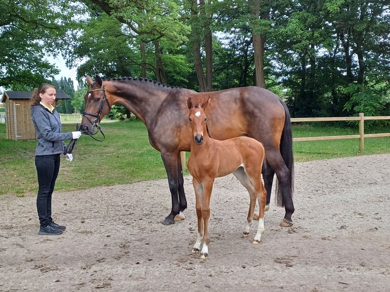 Hannoveraan Merrie 1 Jaar 170 cm Bruin in Walsrode