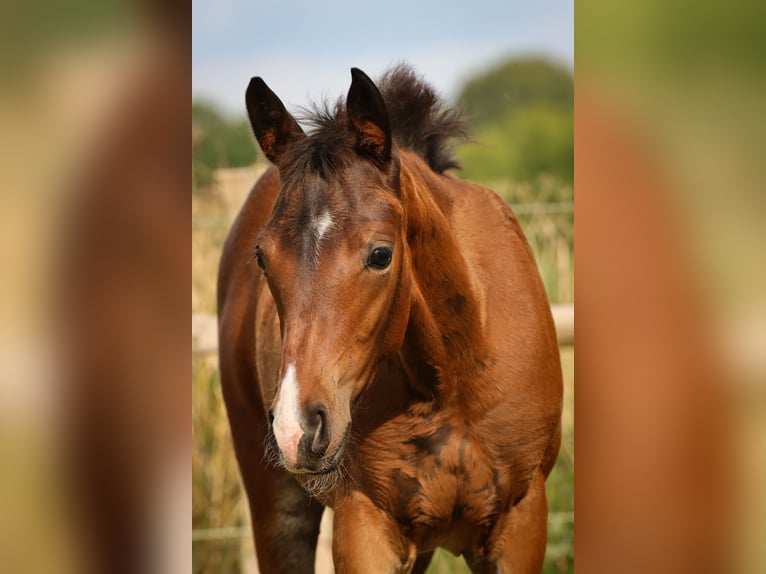 Hannoveraan Merrie 1 Jaar 170 cm Bruin in Ricklig