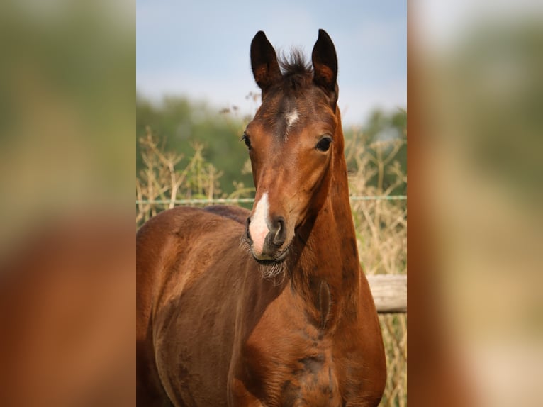 Hannoveraan Merrie 1 Jaar 170 cm Bruin in Ricklig