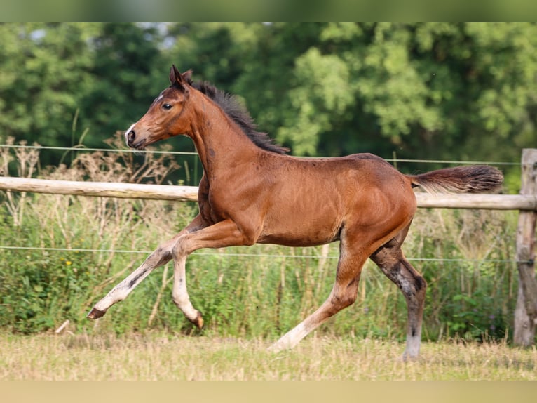 Hannoveraan Merrie 1 Jaar 170 cm Bruin in Ricklig